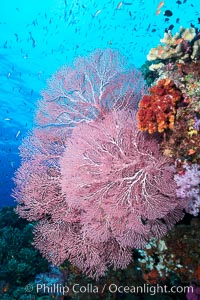 Plexauridae sea fan or gorgonian on coral reef.  This gorgonian is a type of colonial alcyonacea soft coral that filters plankton from passing ocean currents, Gorgonacea, Plexauridae, Namena Marine Reserve, Namena Island, Fiji