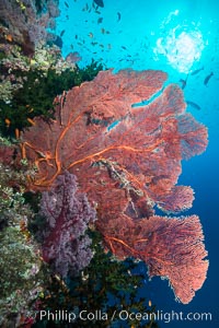 Plexauridae sea fan or gorgonian on coral reef.  This gorgonian is a type of colonial alcyonacea soft coral that filters plankton from passing ocean currents, Gorgonacea, Plexauridae, Namena Marine Reserve, Namena Island, Fiji