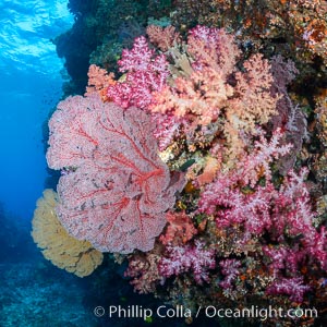 Sea fan or gorgonian on coral reef.  This gorgonian is a type of colonial alcyonacea soft coral that filters plankton from passing ocean currents, Dendronephthya, Gorgonacea