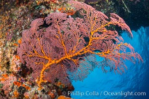 Plexauridae sea fan or gorgonian on coral reef.  This gorgonian is a type of colonial alcyonacea soft coral that filters plankton from passing ocean currents, Gorgonacea, Plexauridae, Vatu I Ra Passage, Bligh Waters, Viti Levu  Island, Fiji