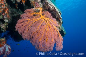 Plexauridae sea fan or gorgonian on coral reef.  This gorgonian is a type of colonial alcyonacea soft coral that filters plankton from passing ocean currents, Gorgonacea, Plexauridae, Vatu I Ra Passage, Bligh Waters, Viti Levu  Island, Fiji