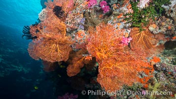 Sea fan or gorgonian on coral reef.  This gorgonian is a type of colonial alcyonacea soft coral that filters plankton from passing ocean currents, Gorgonacea, Vatu I Ra Passage, Bligh Waters, Viti Levu  Island, Fiji