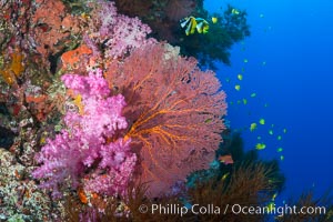 Sea fan or gorgonian on coral reef.  This gorgonian is a type of colonial alcyonacea soft coral that filters plankton from passing ocean currents, Dendronephthya, Gorgonacea, Plexauridae, Vatu I Ra Passage, Bligh Waters, Viti Levu  Island, Fiji