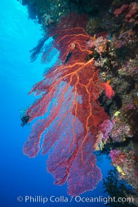 Plexauridae sea fan or gorgonian on coral reef.  This gorgonian is a type of colonial alcyonacea soft coral that filters plankton from passing ocean currents, Gorgonacea, Plexauridae, Namena Marine Reserve, Namena Island, Fiji