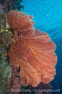 Plexauridae sea fan or gorgonian on coral reef.  This gorgonian is a type of colonial alcyonacea soft coral that filters plankton from passing ocean currents, Gorgonacea, Plexauridae, Namena Marine Reserve, Namena Island, Fiji