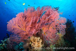 Plexauridae sea fan or gorgonian on coral reef.  This gorgonian is a type of colonial alcyonacea soft coral that filters plankton from passing ocean currents, Dendronephthya, Gorgonacea, Plexauridae, Vatu I Ra Passage, Bligh Waters, Viti Levu  Island, Fiji