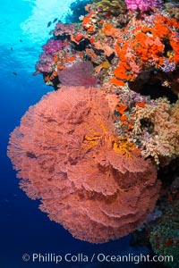 Plexauridae sea fan or gorgonian on coral reef.  This gorgonian is a type of colonial alcyonacea soft coral that filters plankton from passing ocean currents, Gorgonacea, Plexauridae, Vatu I Ra Passage, Bligh Waters, Viti Levu  Island, Fiji