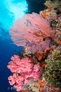 Plexauridae sea fan or gorgonian on coral reef.  This gorgonian is a type of colonial alcyonacea soft coral that filters plankton from passing ocean currents, Dendronephthya, Gorgonacea, Plexauridae, Vatu I Ra Passage, Bligh Waters, Viti Levu  Island, Fiji