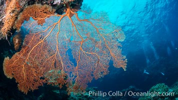 Plexauridae sea fan or gorgonian on coral reef.  This gorgonian is a type of colonial alcyonacea soft coral that filters plankton from passing ocean currents, Gorgonacea, Plexauridae, Vatu I Ra Passage, Bligh Waters, Viti Levu  Island, Fiji