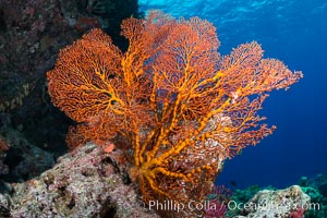 Plexauridae sea fan or gorgonian on coral reef.  This gorgonian is a type of colonial alcyonacea soft coral that filters plankton from passing ocean currents, Gorgonacea, Plexauridae, Vatu I Ra Passage, Bligh Waters, Viti Levu  Island, Fiji