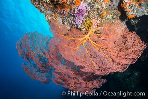 Plexauridae sea fan or gorgonian on coral reef.  This gorgonian is a type of colonial alcyonacea soft coral that filters plankton from passing ocean currents, Gorgonacea, Plexauridae, Vatu I Ra Passage, Bligh Waters, Viti Levu  Island, Fiji