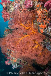 Plexauridae sea fan or gorgonian on coral reef.  This gorgonian is a type of colonial alcyonacea soft coral that filters plankton from passing ocean currents, Gorgonacea, Plexauridae, Vatu I Ra Passage, Bligh Waters, Viti Levu  Island, Fiji