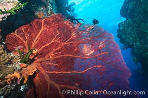 Plexauridae sea fan or gorgonian on coral reef.  This gorgonian is a type of colonial alcyonacea soft coral that filters plankton from passing ocean currents, Gorgonacea, Plexauridae, Vatu I Ra Passage, Bligh Waters, Viti Levu  Island, Fiji