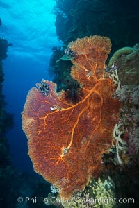 Sea fan or gorgonian on coral reef.  This gorgonian is a type of colonial alcyonacea soft coral that filters plankton from passing ocean currents, Gorgonacea, Plexauridae, Vatu I Ra Passage, Bligh Waters, Viti Levu  Island, Fiji