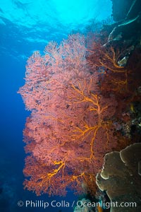 Sea fan or gorgonian on coral reef.  This gorgonian is a type of colonial alcyonacea soft coral that filters plankton from passing ocean currents, Gorgonacea, Plexauridae, Vatu I Ra Passage, Bligh Waters, Viti Levu  Island, Fiji