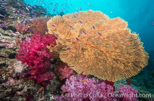 Plexauridae sea fan or gorgonian on coral reef.  This gorgonian is a type of colonial alcyonacea soft coral that filters plankton from passing ocean currents, Dendronephthya, Gorgonacea, Plexauridae, Gau Island, Lomaiviti Archipelago, Fiji