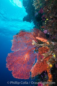 Plexauridae sea fan or gorgonian on coral reef.  This gorgonian is a type of colonial alcyonacea soft coral that filters plankton from passing ocean currents, Gorgonacea, Plexauridae, Namena Marine Reserve, Namena Island, Fiji