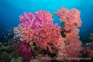Sea fan gorgonian and dendronephthya soft coral on coral reef.  Both the sea fan gorgonian and the dendronephthya  are type of alcyonacea soft corals that filter plankton from passing ocean currents, Dendronephthya, Gorgonacea