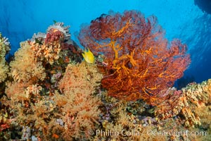 Sea fan gorgonian and dendronephthya soft coral on coral reef.  Both the sea fan gorgonian and the dendronephthya  are type of alcyonacea soft corals that filter plankton from passing ocean currents, Dendronephthya, Gorgonacea