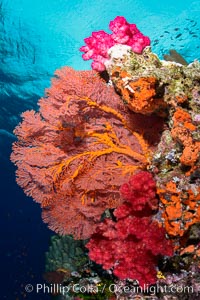 Sea fan gorgonian and dendronephthya soft coral on coral reef.  Both the sea fan gorgonian and the dendronephthya  are type of alcyonacea soft corals that filter plankton from passing ocean currents, Dendronephthya, Gorgonacea, Plexauridae