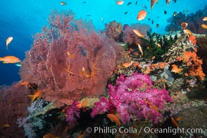 Sea fan gorgonian and dendronephthya soft coral on coral reef.  Both the sea fan gorgonian and the dendronephthya  are type of alcyonacea soft corals that filter plankton from passing ocean currents, Dendronephthya, Gorgonacea, Pseudanthias, Vatu I Ra Passage, Bligh Waters, Viti Levu  Island, Fiji