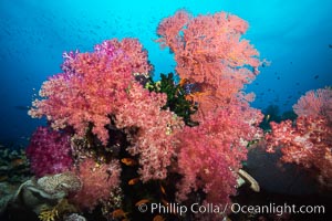 Sea fan gorgonian and dendronephthya soft coral on coral reef.  Both the sea fan gorgonian and the dendronephthya  are type of alcyonacea soft corals that filter plankton from passing ocean currents, Dendronephthya, Gorgonacea