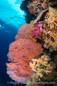 Sea fan gorgonian and dendronephthya soft coral on coral reef.  Both the sea fan gorgonian and the dendronephthya  are type of alcyonacea soft corals that filter plankton from passing ocean currents, Dendronephthya, Gorgonacea, Plexauridae, Vatu I Ra Passage, Bligh Waters, Viti Levu  Island, Fiji