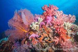 Sea fan gorgonian and dendronephthya soft coral on coral reef.  Both the sea fan gorgonian and the dendronephthya  are type of alcyonacea soft corals that filter plankton from passing ocean currents, Dendronephthya, Gorgonacea, Plexauridae, Vatu I Ra Passage, Bligh Waters, Viti Levu  Island, Fiji