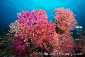 Sea fan gorgonian and dendronephthya soft coral on coral reef.  Both the sea fan gorgonian and the dendronephthya  are type of alcyonacea soft corals that filter plankton from passing ocean currents, Dendronephthya, Gorgonacea