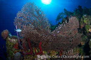 Sea fan gorgonian on coral reef, Grand Cayman Island