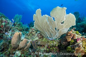 Sea fan gorgonian on coral reef, Grand Cayman Island