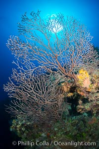 Sea fan gorgonian on coral reef, Grand Cayman Island