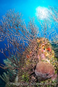 Sea fan gorgonian on coral reef, Grand Cayman Island