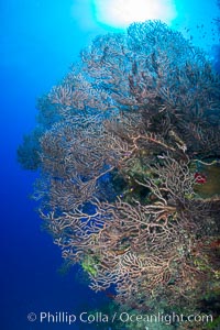 Sea fan gorgonian on coral reef, Grand Cayman Island