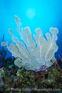 Sea fan gorgonian on coral reef, Grand Cayman Island