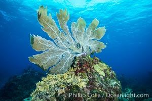 Sea fan gorgonian on coral reef, Grand Cayman Island