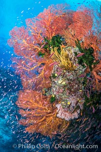 Sea fan gorgonian and schooling Anthias on pristine and beautiful coral reef, Fiji