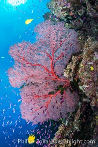 Plexauridae sea fan gorgonian and schooling Anthias on pristine and beautiful coral reef, Fiji, Gorgonacea, Plexauridae, Pseudanthias, Wakaya Island, Lomaiviti Archipelago