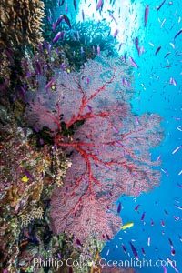 Sea fan gorgonian and schooling Anthias on pristine and beautiful coral reef, Fiji, Gorgonacea, Pseudanthias, Wakaya Island, Lomaiviti Archipelago