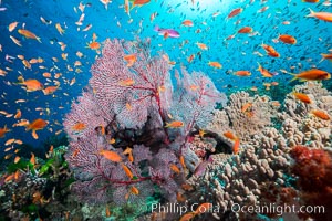 Sea fan gorgonian and schooling Anthias on pristine and beautiful coral reef, Fiji, Gorgonacea, Plexauridae, Pseudanthias