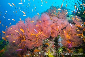 Plexauridae sea fan gorgonian and schooling Anthias on pristine and beautiful coral reef, Fiji, Gorgonacea, Plexauridae, Pseudanthias