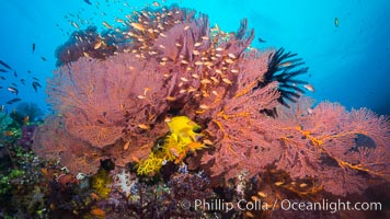 Plexauridae sea fan gorgonian and schooling Anthias on pristine and beautiful coral reef, Fiji, Gorgonacea, Plexauridae, Pseudanthias