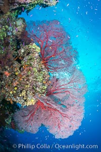 Plexauridae sea fan gorgonian and schooling Anthias on pristine and beautiful coral reef, Fiji, Gorgonacea, Plexauridae, Pseudanthias, Wakaya Island, Lomaiviti Archipelago