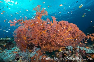 Plexauridae sea fan gorgonian and schooling Anthias on pristine and beautiful coral reef, Fiji, Gorgonacea, Plexauridae, Pseudanthias, Gau Island, Lomaiviti Archipelago