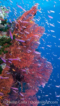 Sea fan gorgonian and schooling Anthias on pristine and beautiful coral reef, Fiji, Gorgonacea, Plexauridae, Pseudanthias, Wakaya Island, Lomaiviti Archipelago