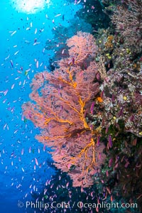 Sea fan gorgonian and schooling Anthias on pristine and beautiful coral reef, Fiji, Gorgonacea, Plexauridae, Pseudanthias, Wakaya Island, Lomaiviti Archipelago