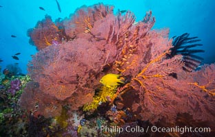 Plexauridae sea fan gorgonian and schooling Anthias on pristine and beautiful coral reef, Fiji, Gorgonacea, Plexauridae, Pseudanthias