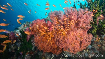 Plexauridae sea fan gorgonian and schooling Anthias on pristine and beautiful coral reef, Fiji, Gorgonacea, Plexauridae, Pseudanthias