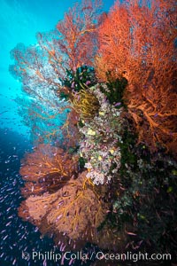 Sea fan gorgonian and schooling Anthias on pristine and beautiful coral reef, Fiji, Gorgonacea, Plexauridae, Pseudanthias, Wakaya Island, Lomaiviti Archipelago