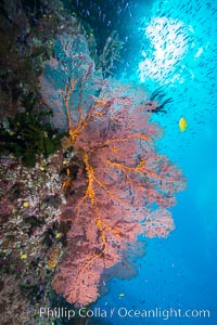 Sea fan gorgonian and schooling Anthias on pristine and beautiful coral reef, Fiji, Gorgonacea, Plexauridae, Pseudanthias, Wakaya Island, Lomaiviti Archipelago
